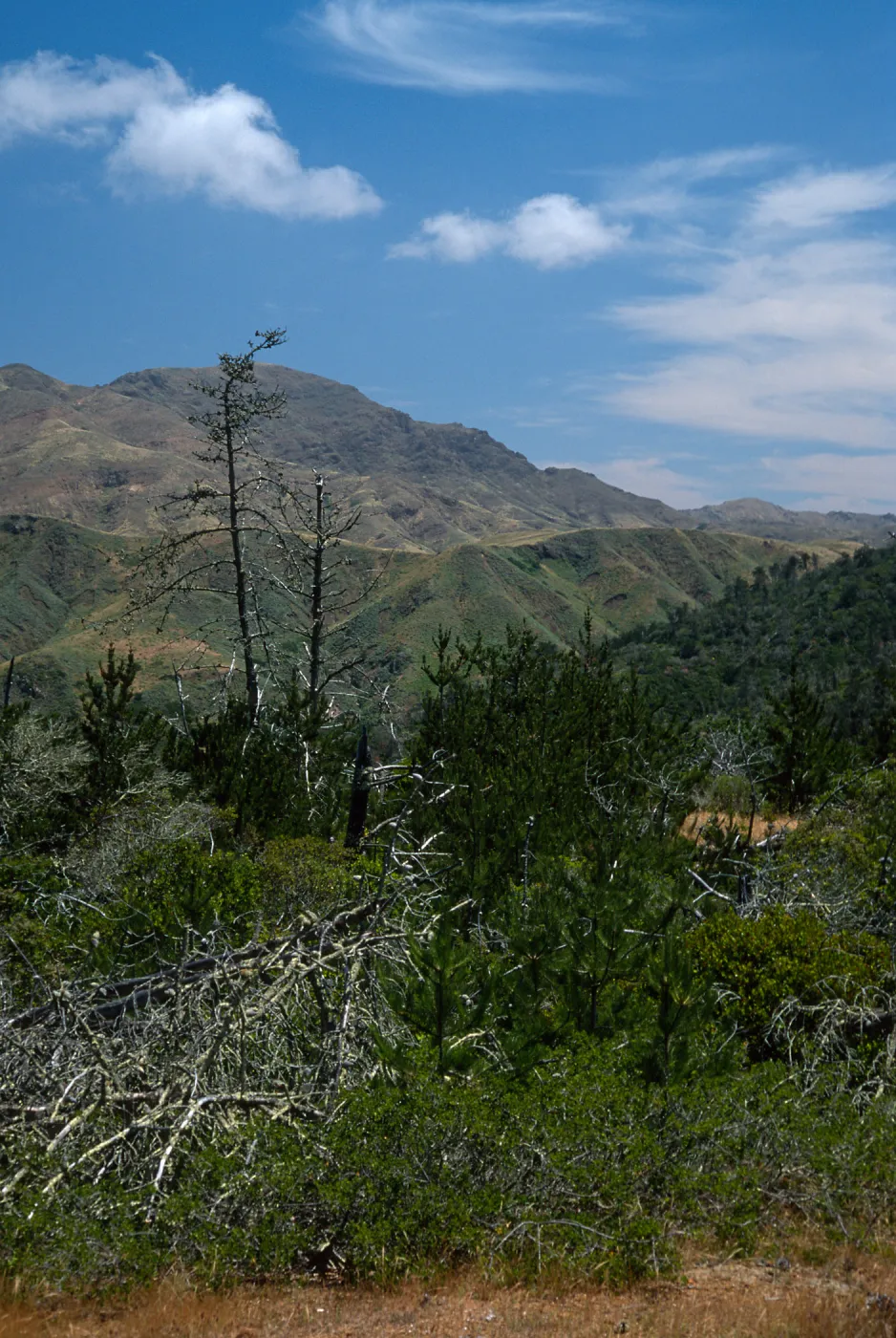 Christy Pines, Santa Cruz Island