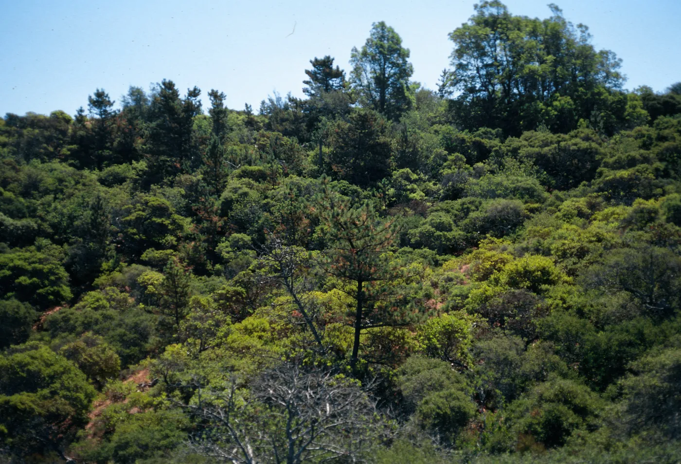 Christy Pines, Santa Cruz Island
