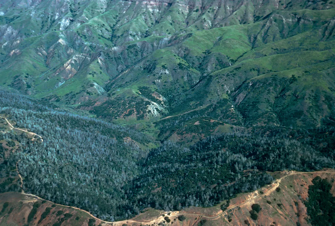 Christy Pines, Santa Cruz Island
