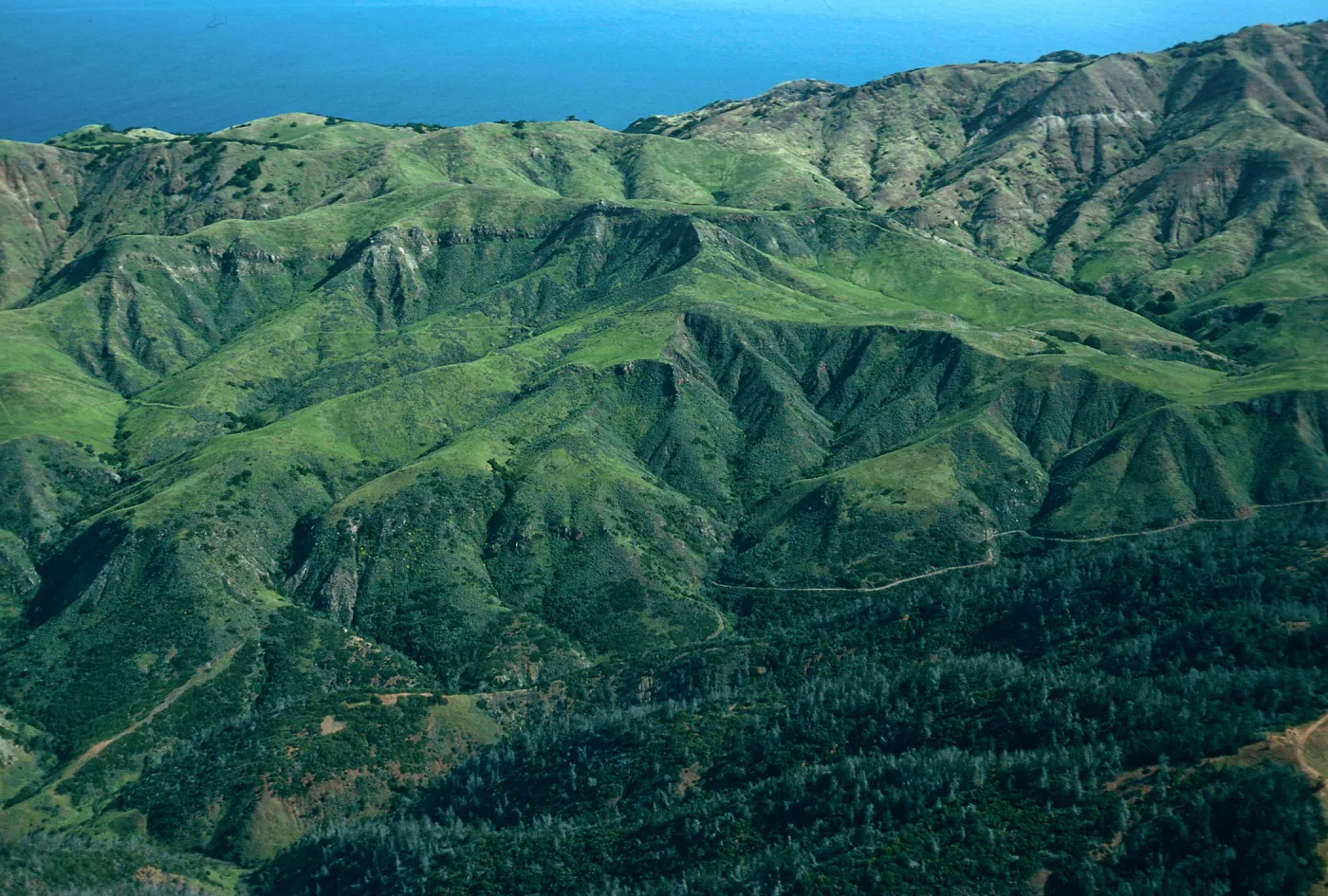 Christy Pines, Santa Cruz Island