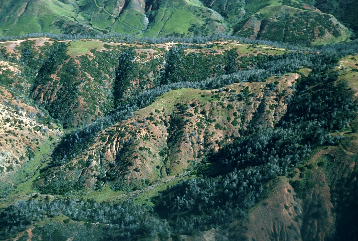 Christy Pines, Santa Cruz Island