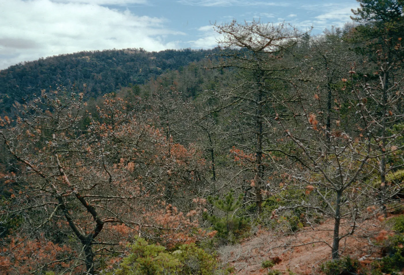 Christy Pines, South Ridge Road, Santa Cruz Island