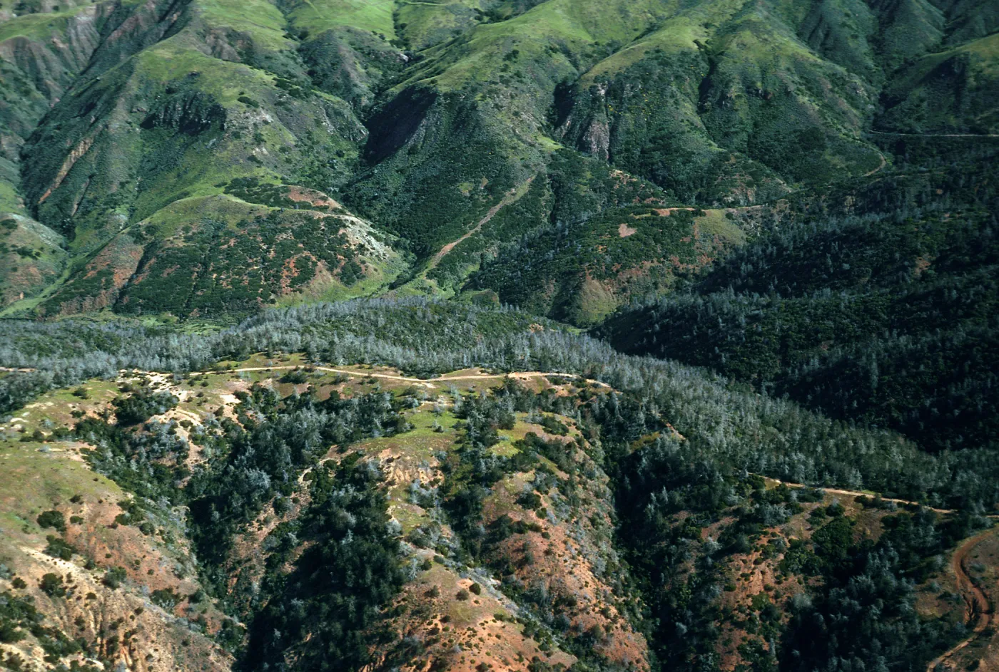 Christy Pines, Santa Cruz Island