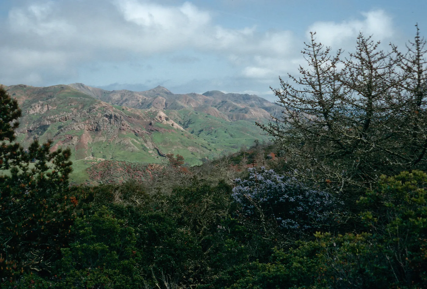 Christy Pines, Centinela Connector Road, Santa Cruz Island