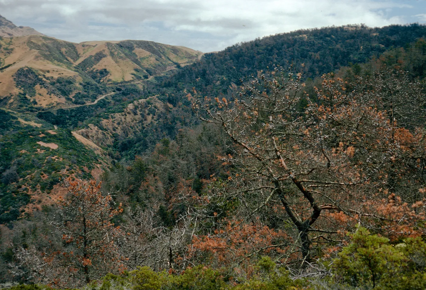 Christy Pines, South Ridge Road, Santa Cruz Island