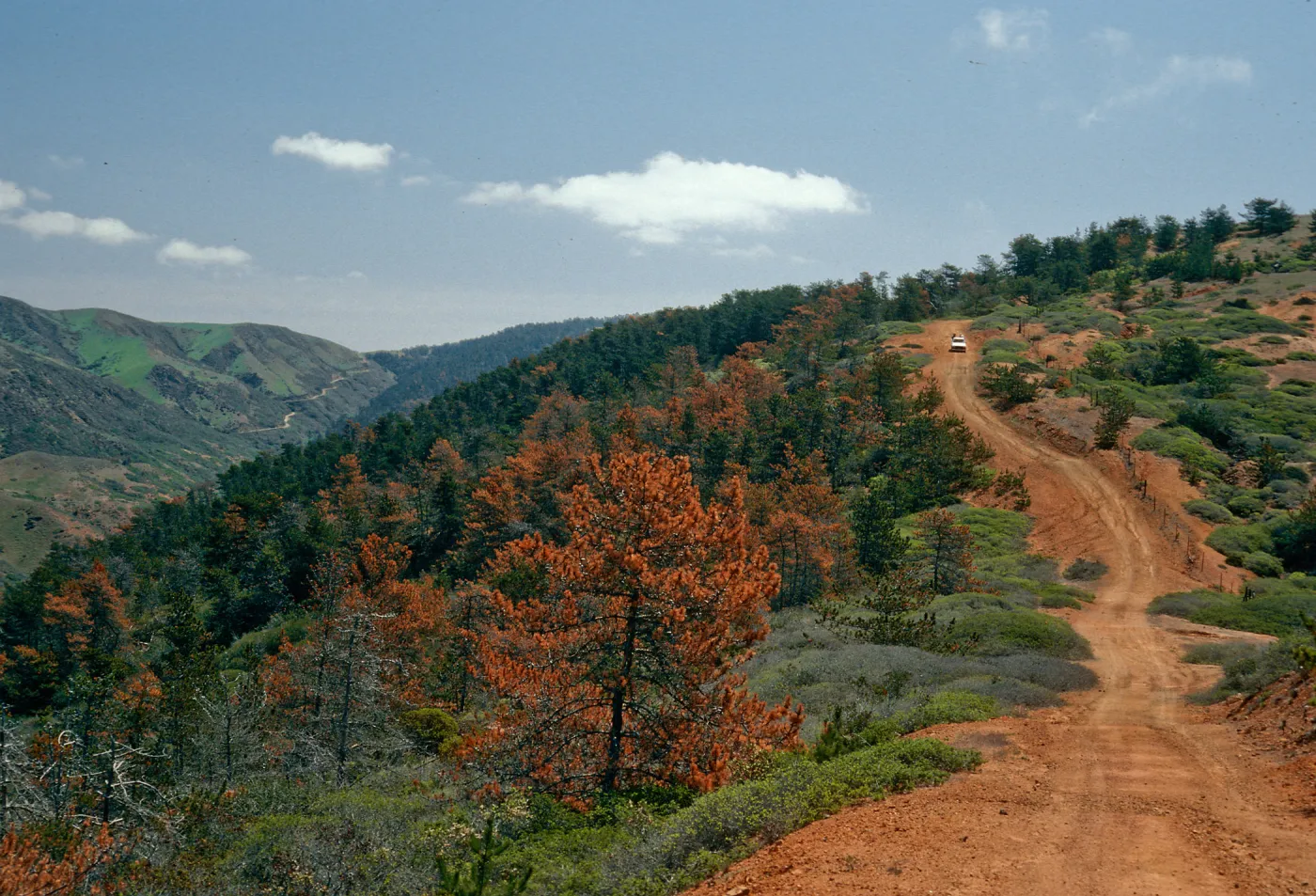 Christy Pines, South Ridge Road, Santa Cruz Island