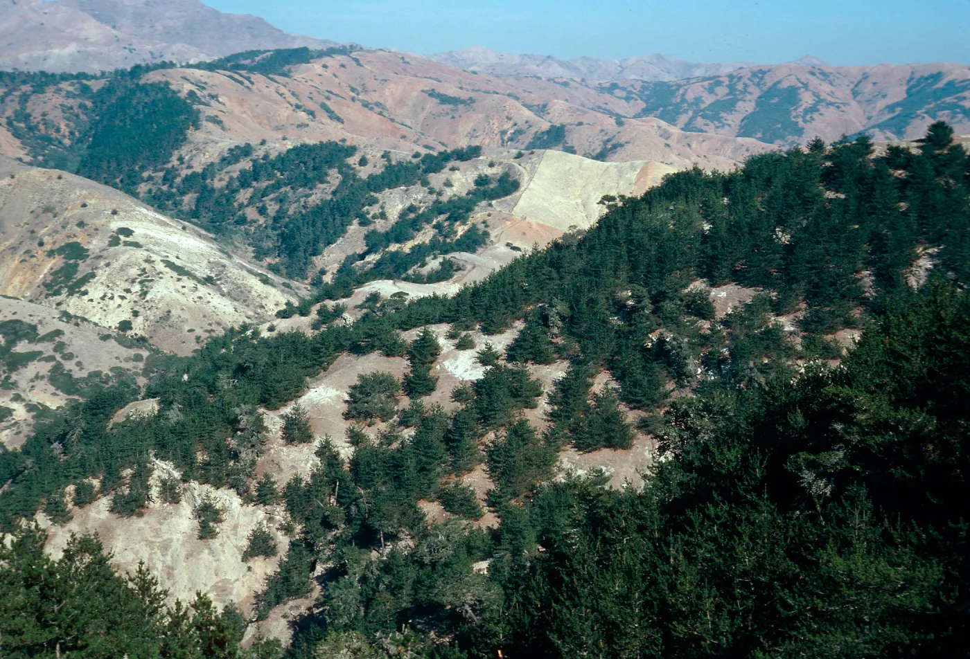 pines, North side of Peak 1213, Christy Pines, Santa Cruz Island
