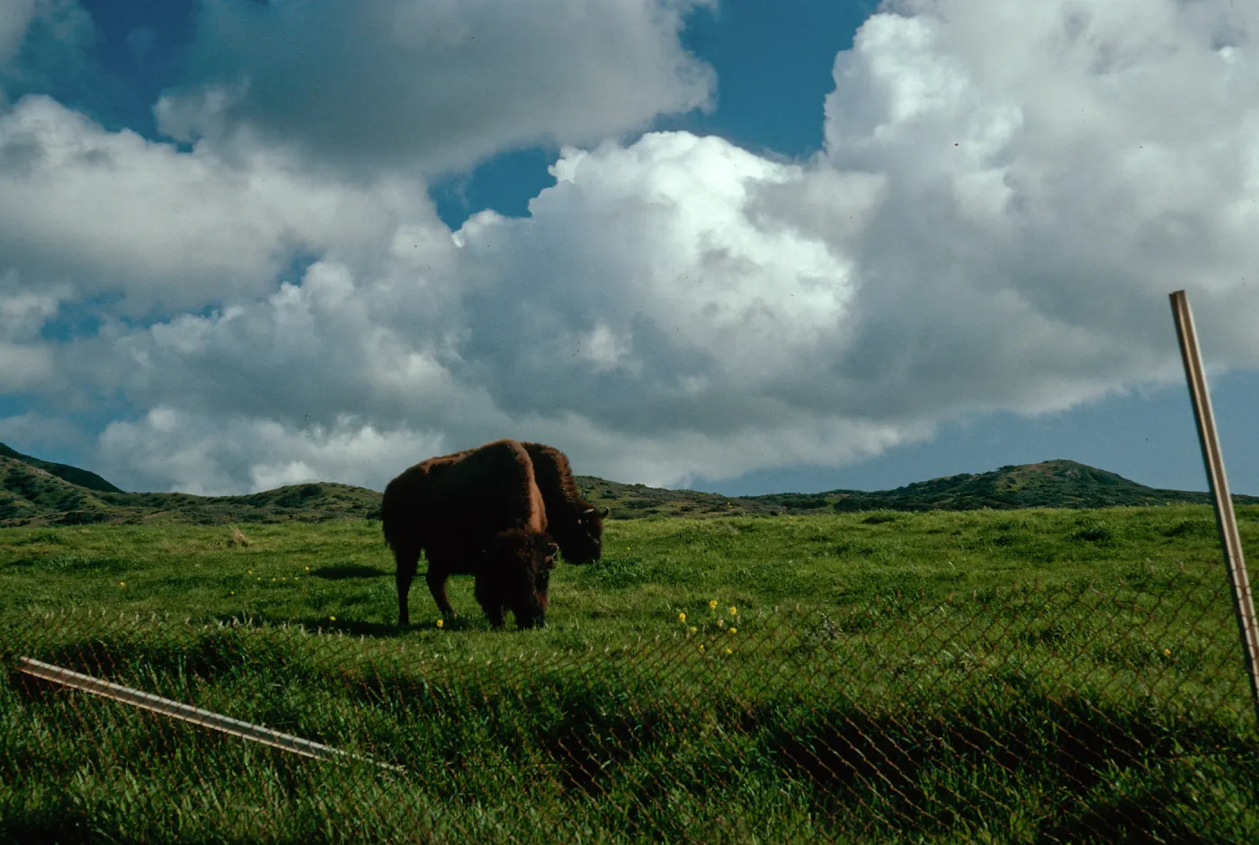 buffalo, road to Little Harbor, Santa Catalina Island