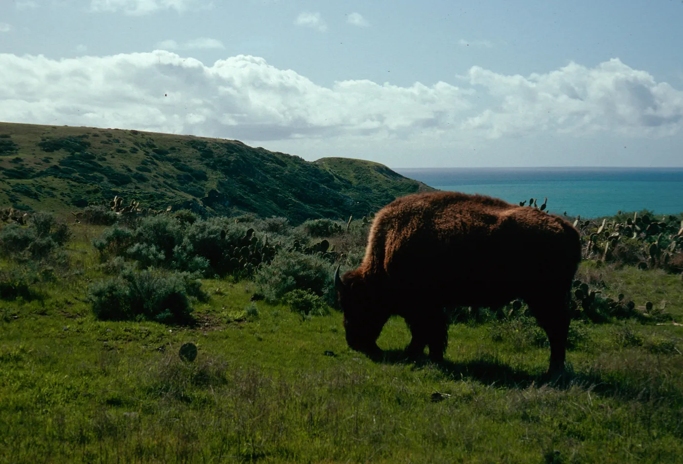 buffalo, Little Harbor Road, Santa Catalina Island