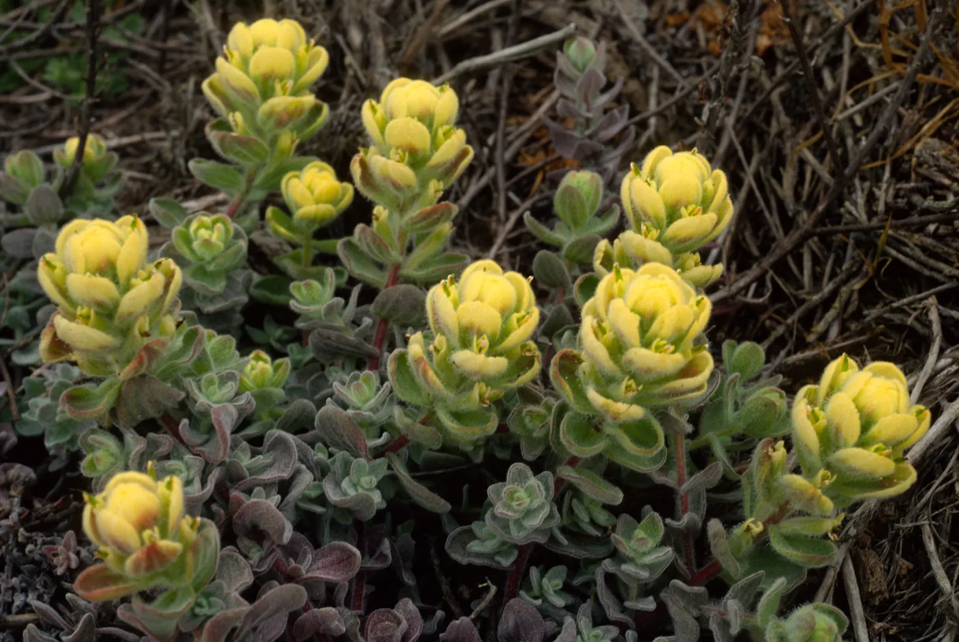 Castilleja mollis, Carrington Point, Santa Rosa Island