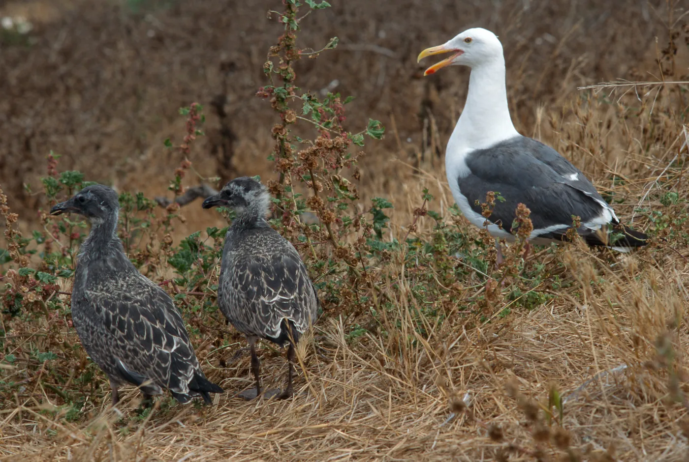 Western Gull & chicks, East Anacapa Island