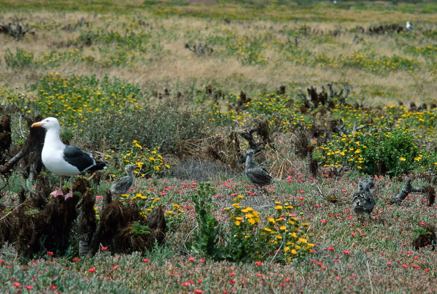 Western Gull & chicks, East Anacapa Island