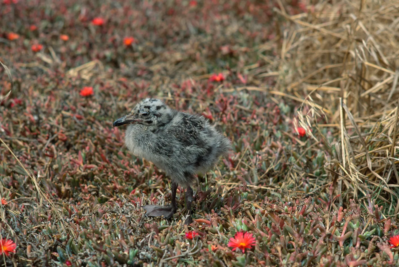 Western Gull chick, East Anacapa Island