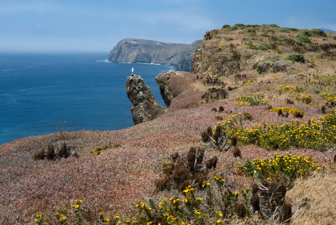 Grindelia, Malephora crocea, looking West on South side, East Anacapa Island