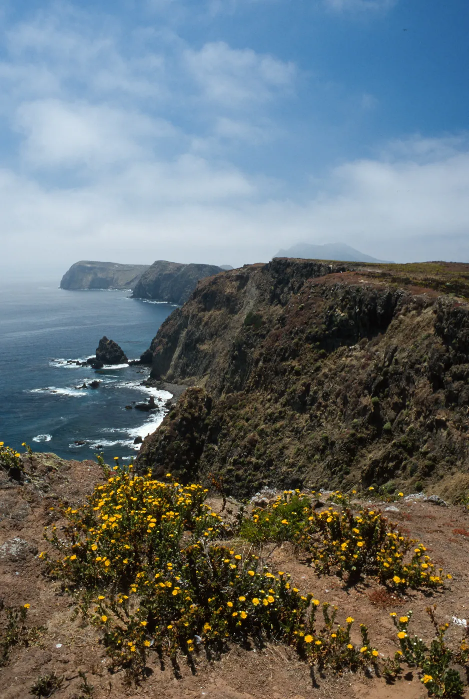 Grindelia, looking West on South side, East Anacapa Island