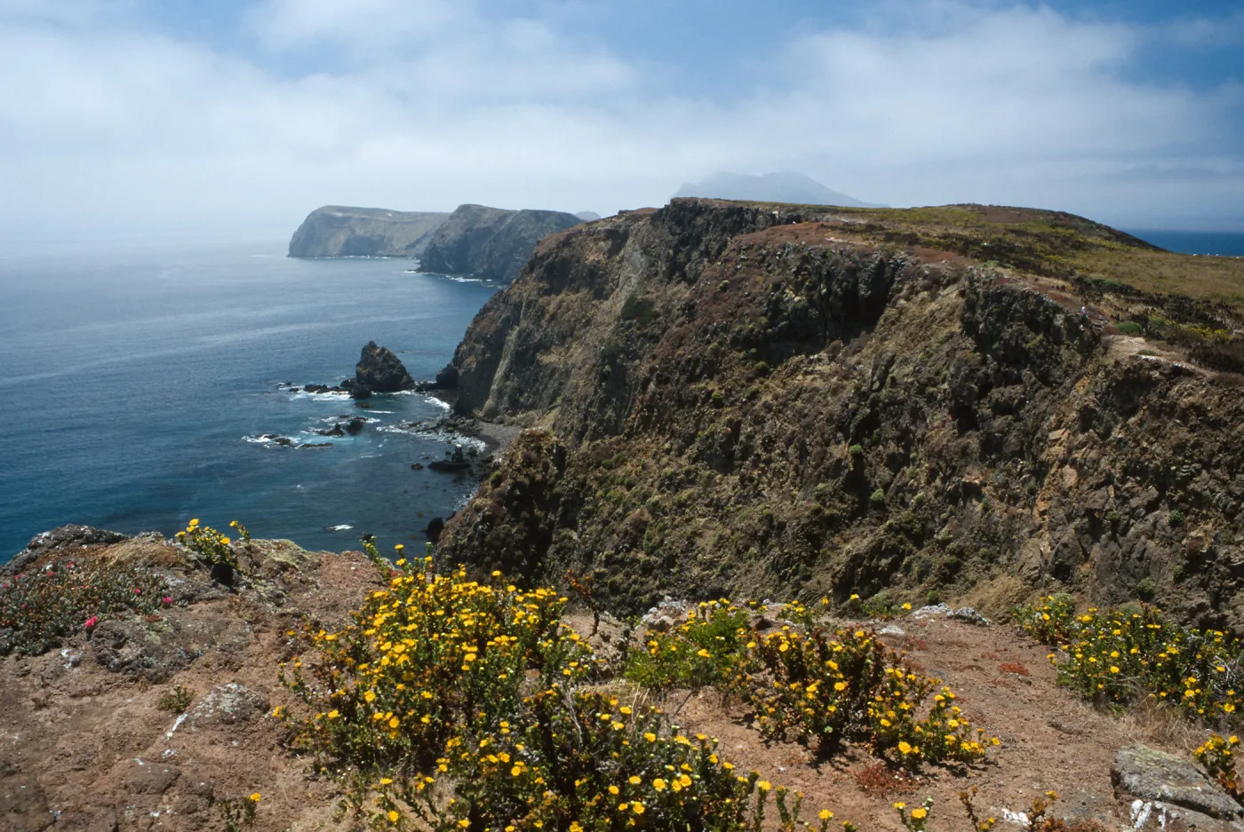 Grindelia, looking West on South side, East Anacapa Island