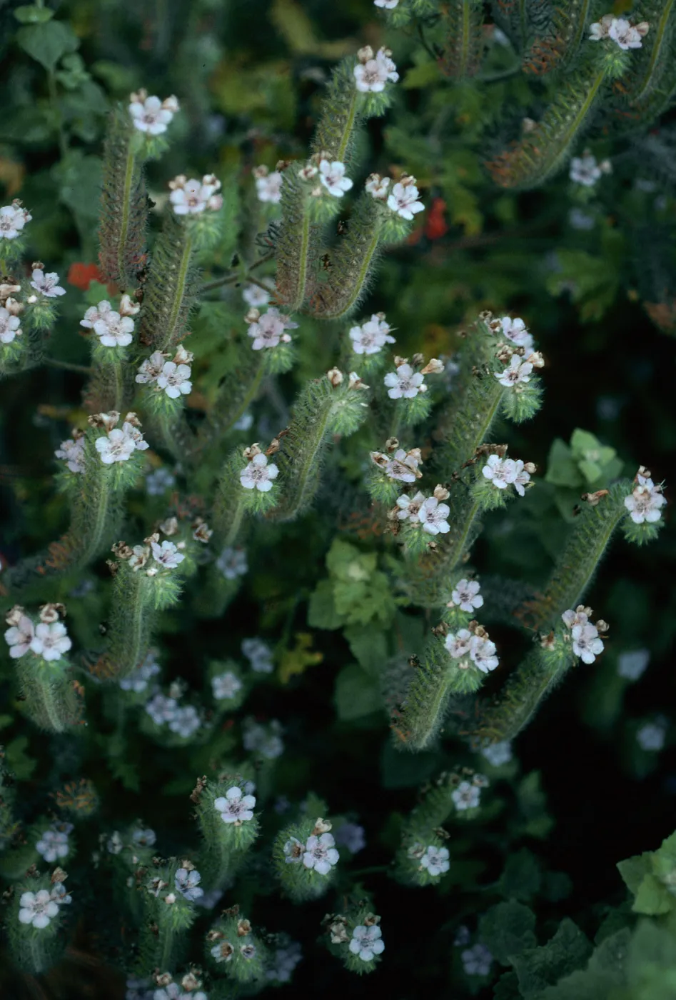 Phacelia cicutaria hispida, Tunnel Trail, Santa Barbara County