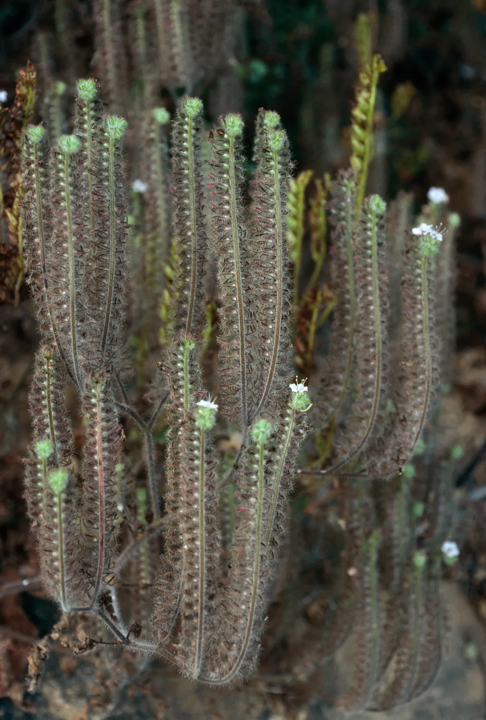 Phacelia cicutaria hispida, Tunnel Trail, Santa Barbara County