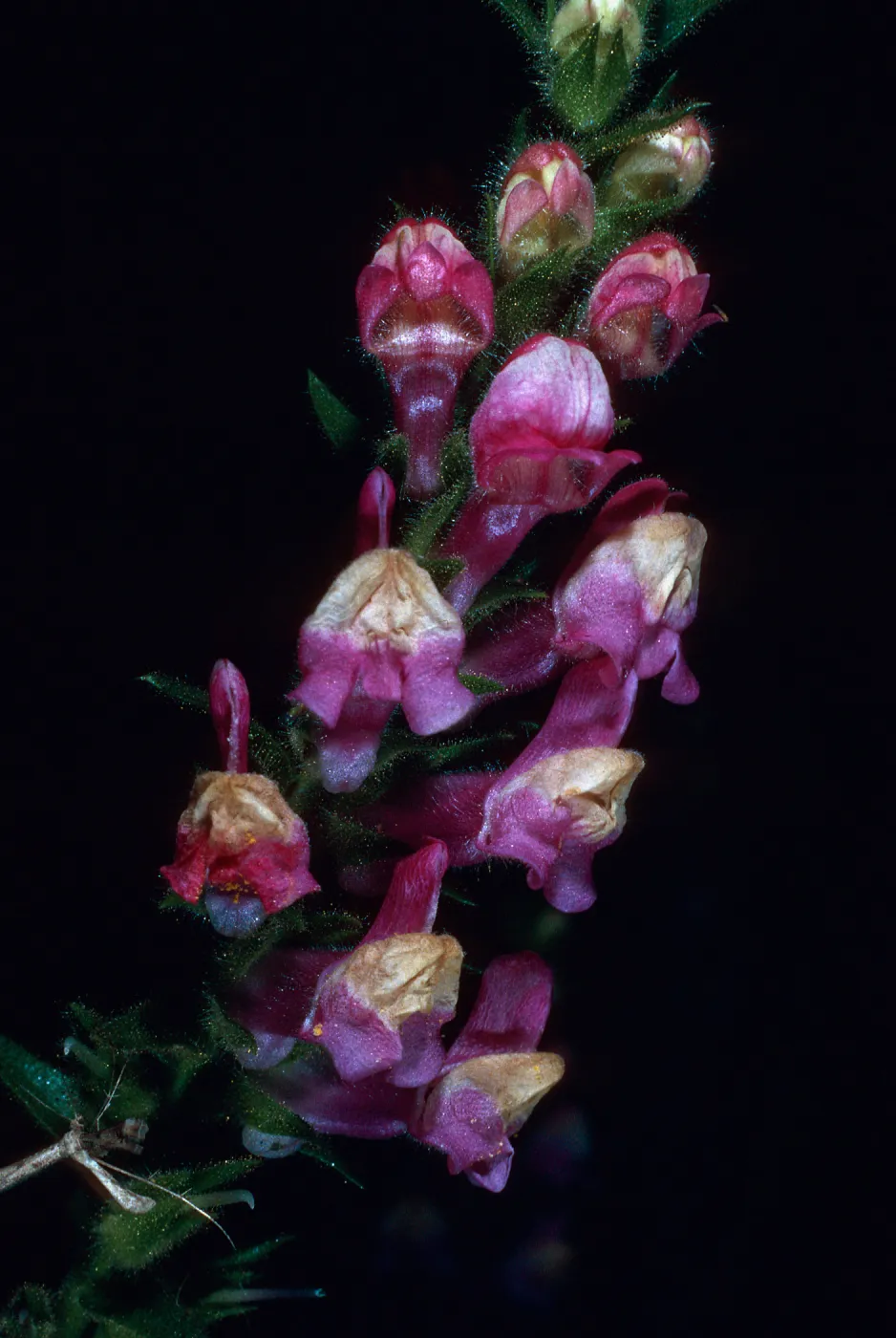 Antirrhinum multiflorum. Tunnel Trail, Santa Barbara County