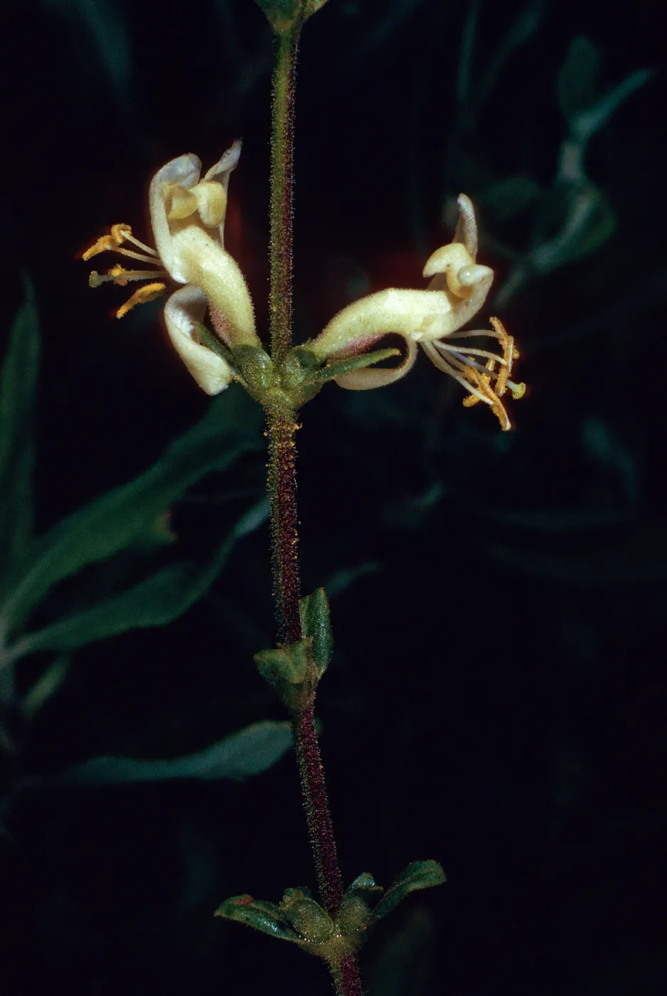Lonicera subspicata, Tunnel Trail, Santa Barbara County