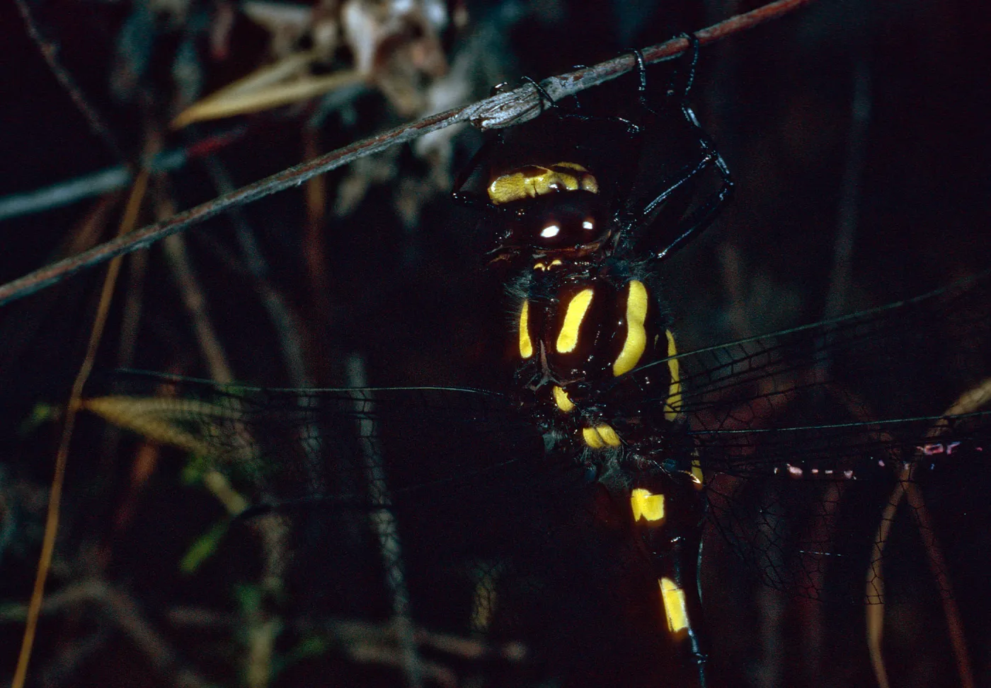 Dragonfly, Tunnel Trail, Santa Barbara County