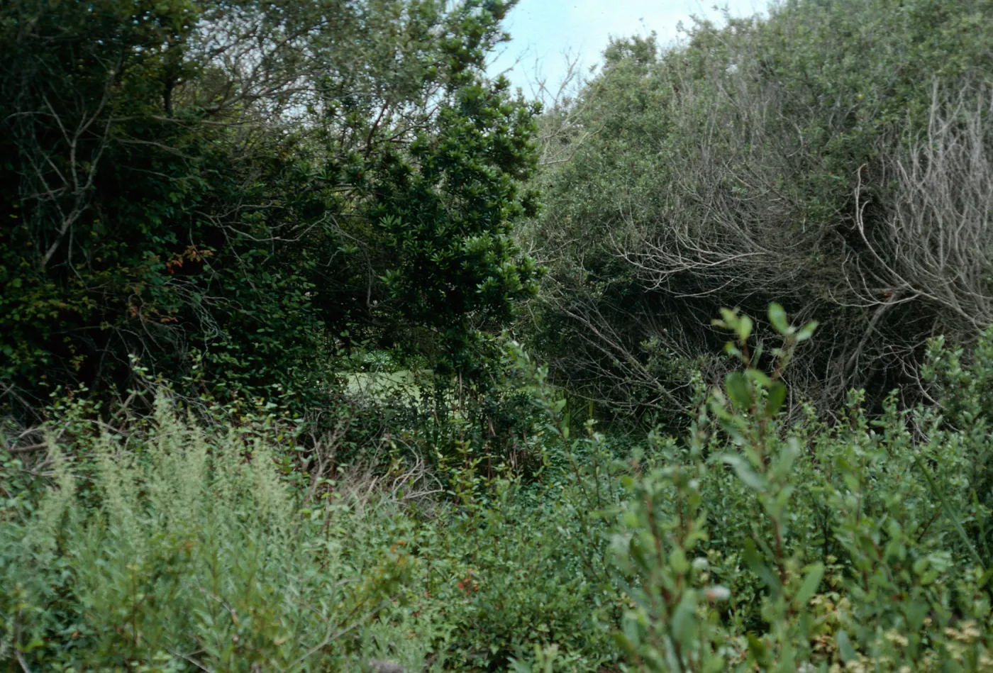 San Antonio Creek. lower portion, Vandenberg AFB