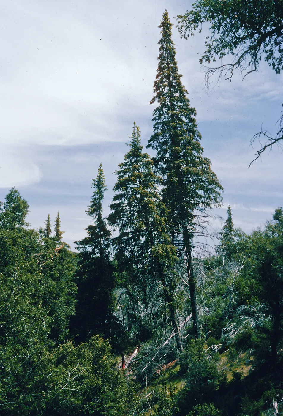 Abies bracteata, Villa Creek, Lions Den, Big Sur, Monterey County