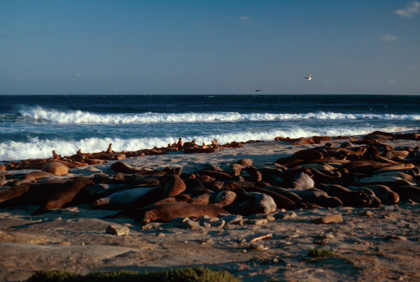 Elephant Seals. West end of Daytona Beach, San Nicolas Island