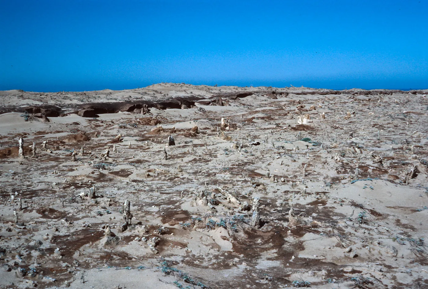 caliche, West end of terrace, San Nicolas Island