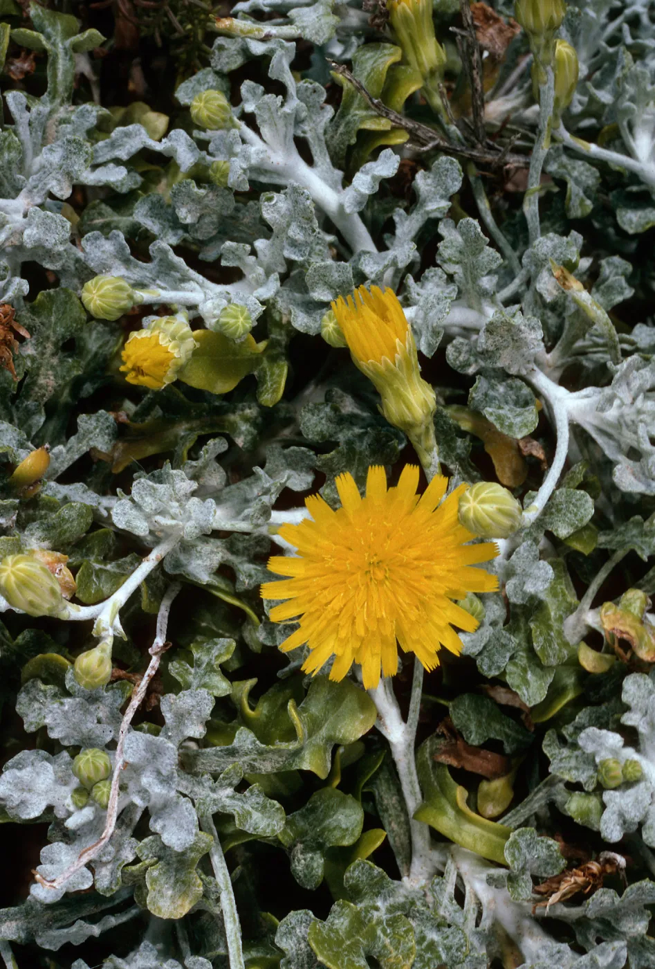 Malacothrix incana, North range marker poles, San Nicolas Island