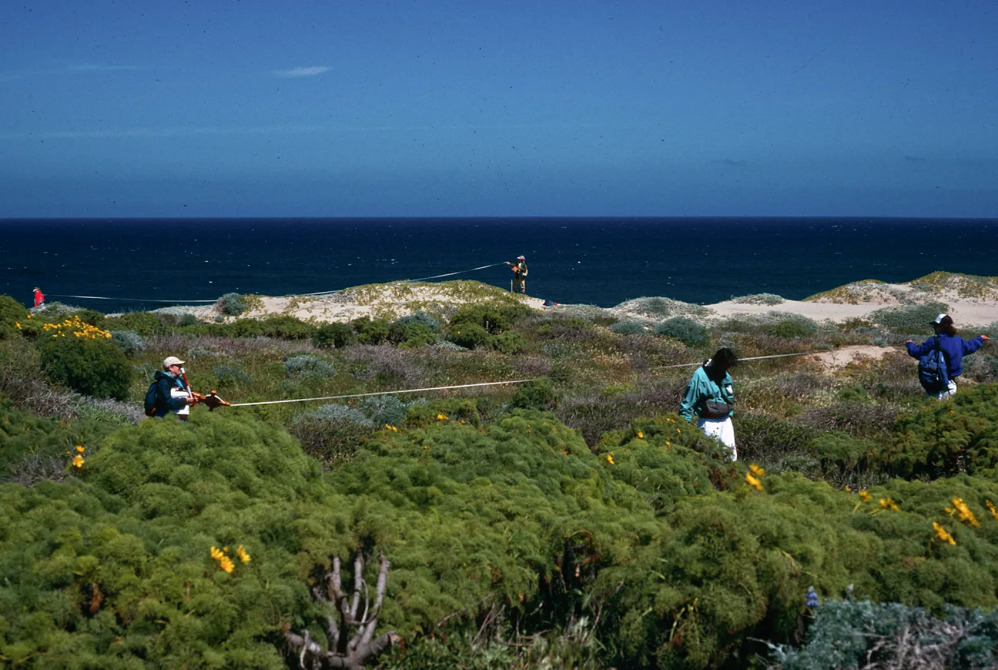 transects, beach road, 0.7 mile West of bottom of airfield grade, San Nicolas Island