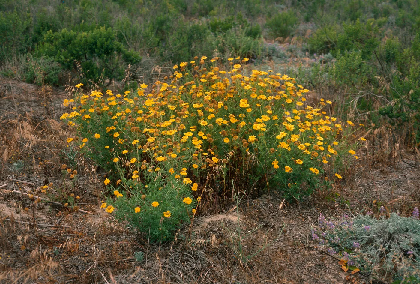 Chrysanthemum coronarium, Building 120, Tufts Road, San Nicolas Island