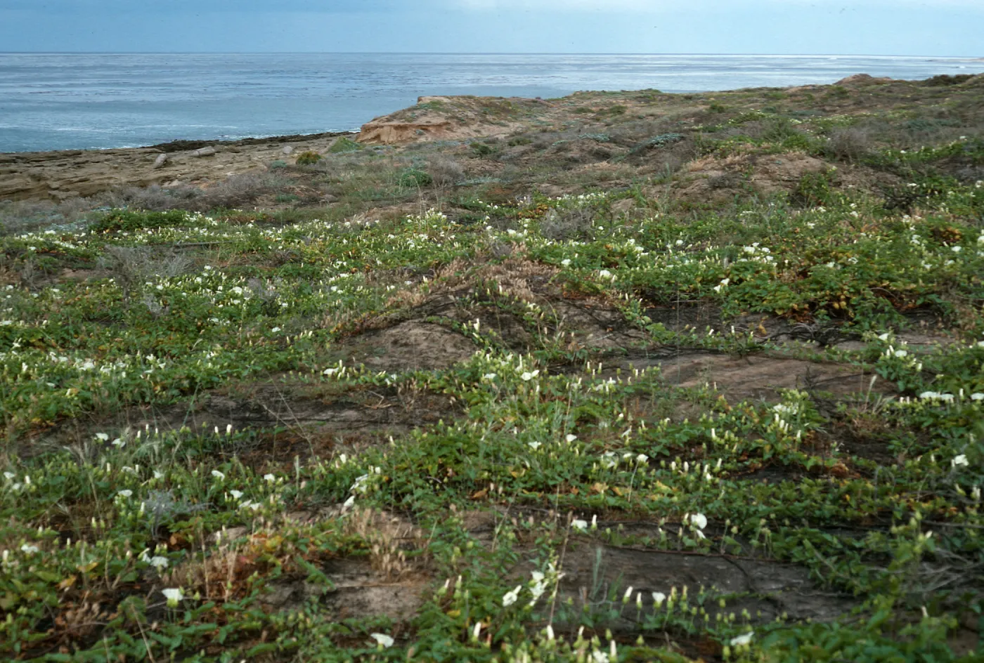 burn, East of Corral Harbor, San Nicolas Island