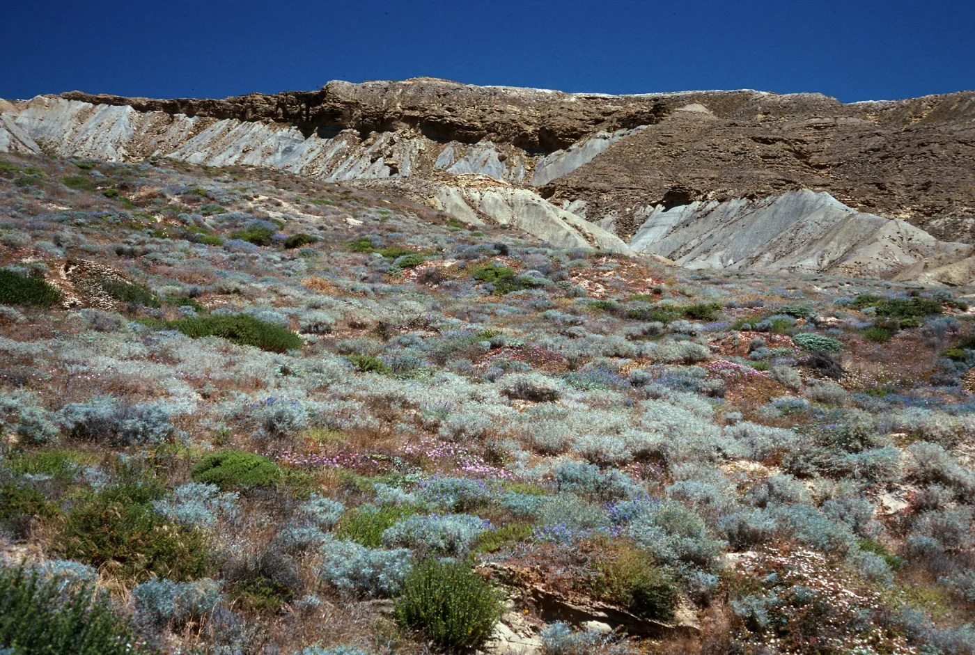 Lupine Scrub, South side, drop-off road, San Nicolas Island