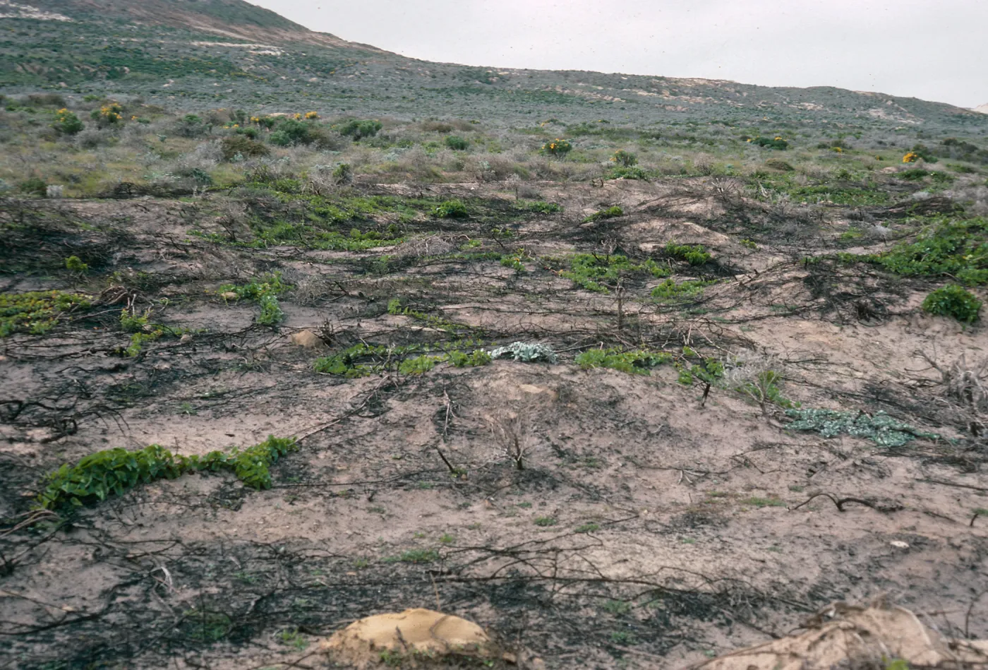 burn site, Corral Harbor, San Nicolas Island