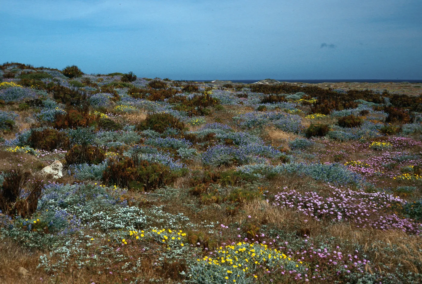 Lupinus (Lupine),/Coreopsis/Malacothrix/ Abronia (Sand Verbena), just West of Corral Harbor, San Nicolas Island