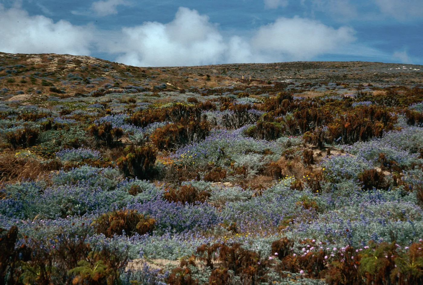 Lupinus/Coreopsis Scrub, just West of Corral Harbor, San Nicolas Island