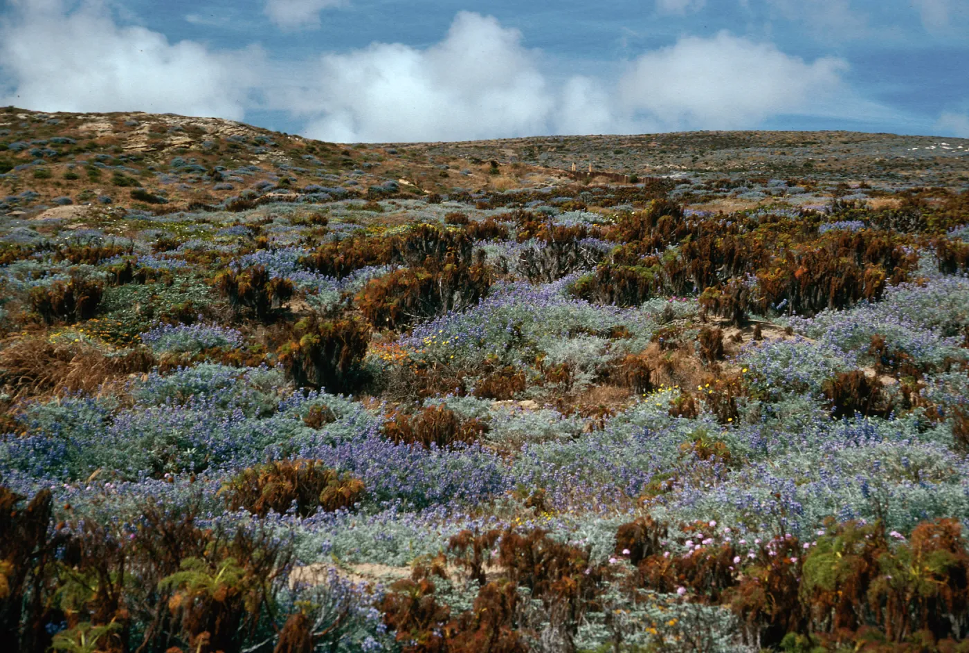 Lupinus (Lupine),/Coreopsis Scrub, just West of Corral Harbor, San Nicolas Island