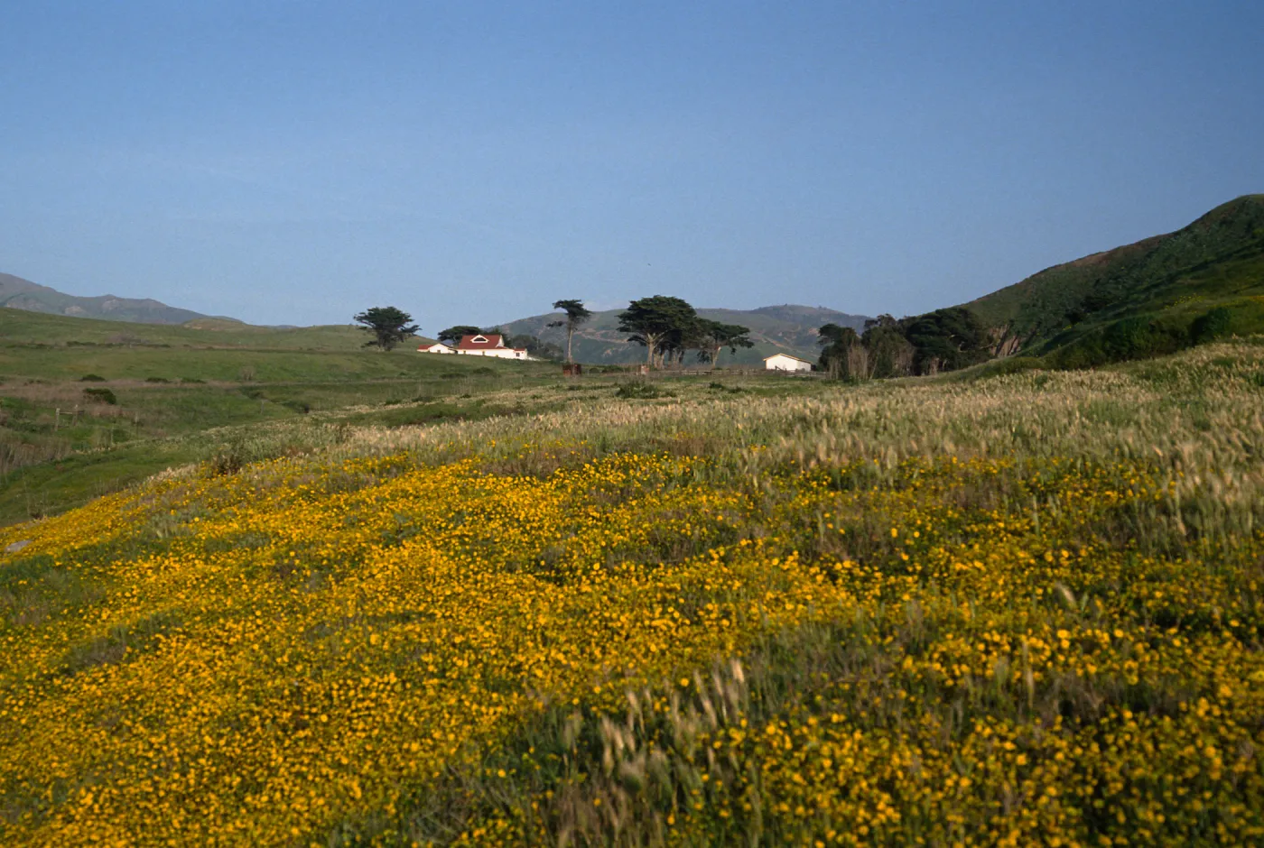 Lasthenia, Christy Ranch, Santa Cruz Island