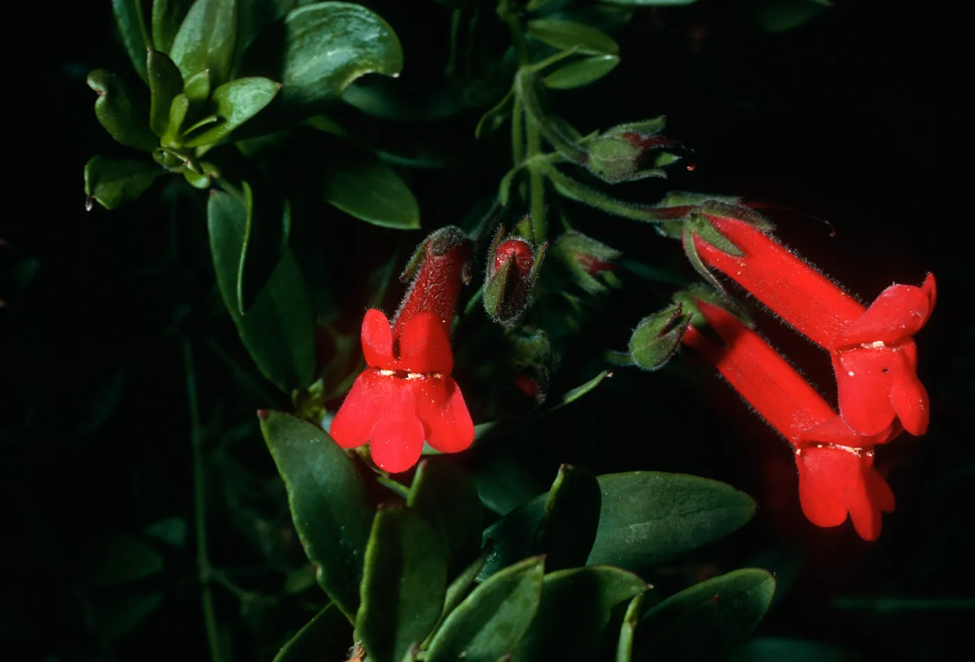 Galvezia speciosa, Santa Barbara Botanic Garden