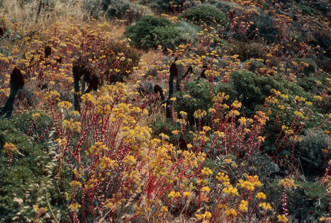 Dudleya (liveforevers), West Terrace, West Anacapa Island