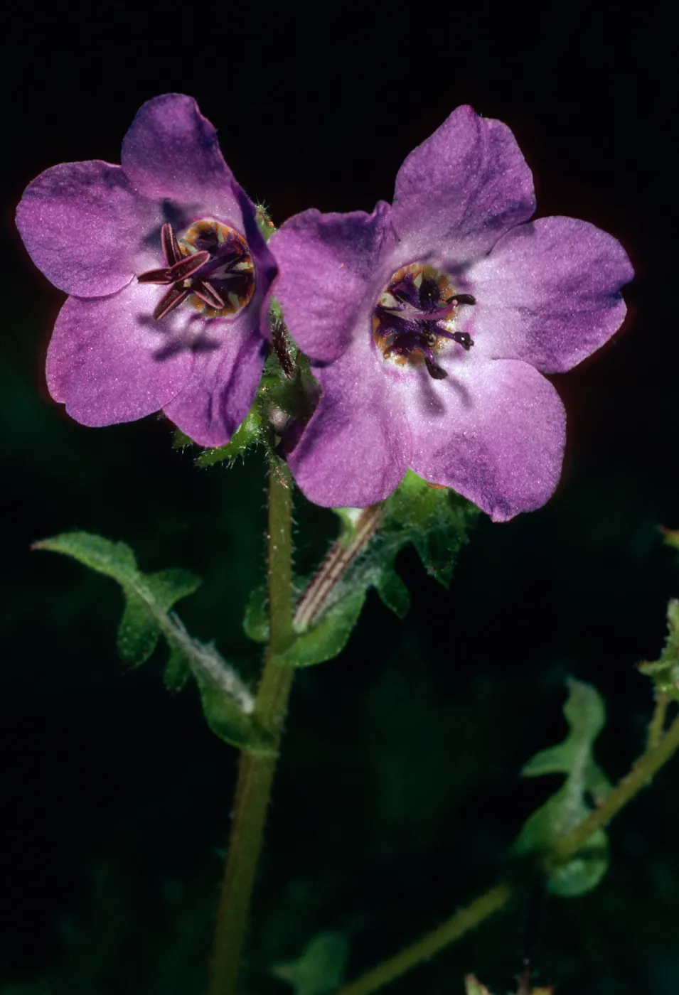Pholistoma auritum, Hollister Ranch, Santa Barbara County