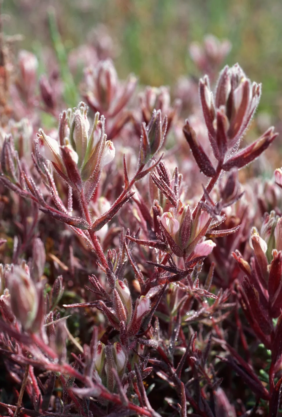 Cordylanthus maritimus, Carpinteria salt marsh