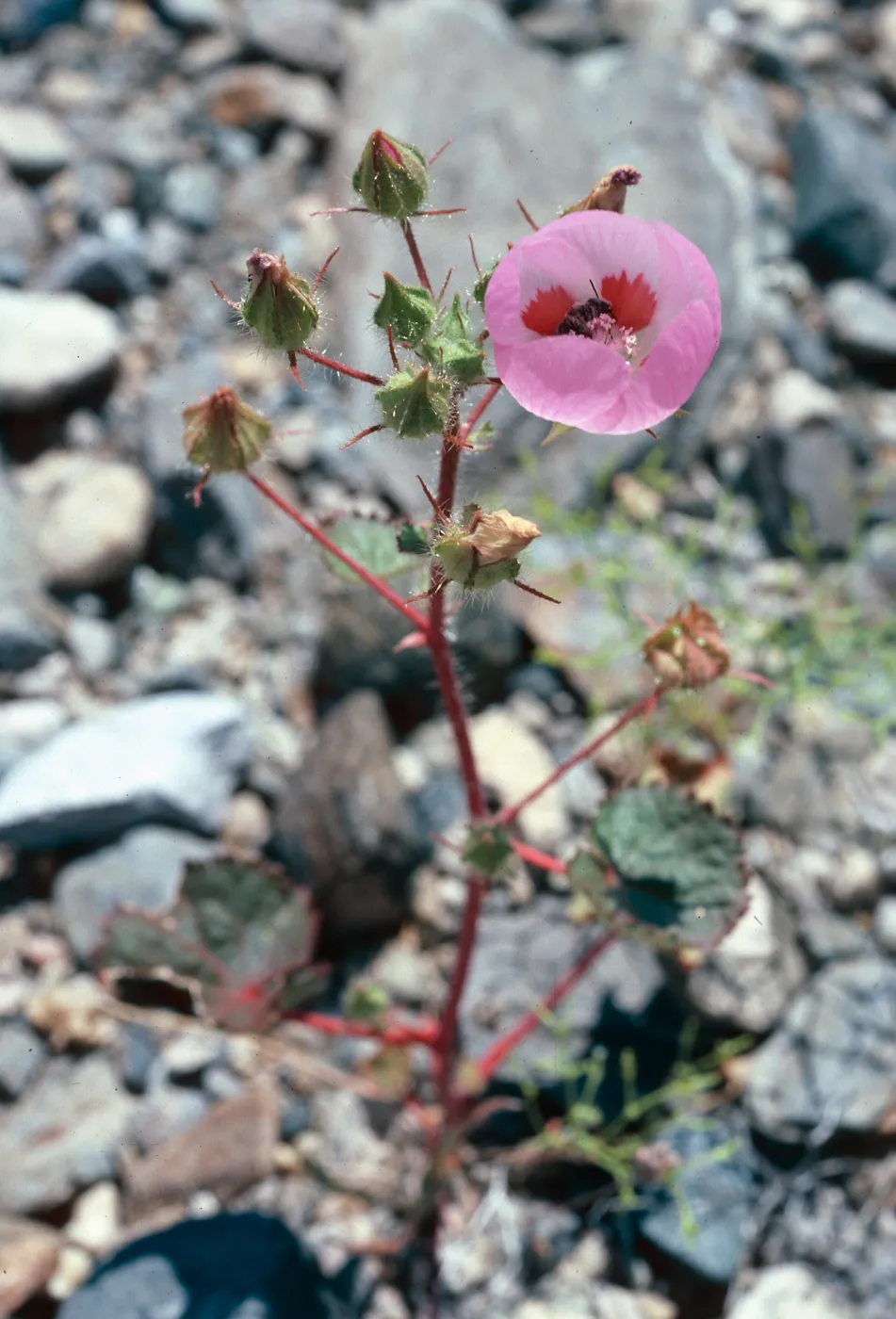 Eremalche rotundifolia, Panamint Mountains, Death Valley National Park