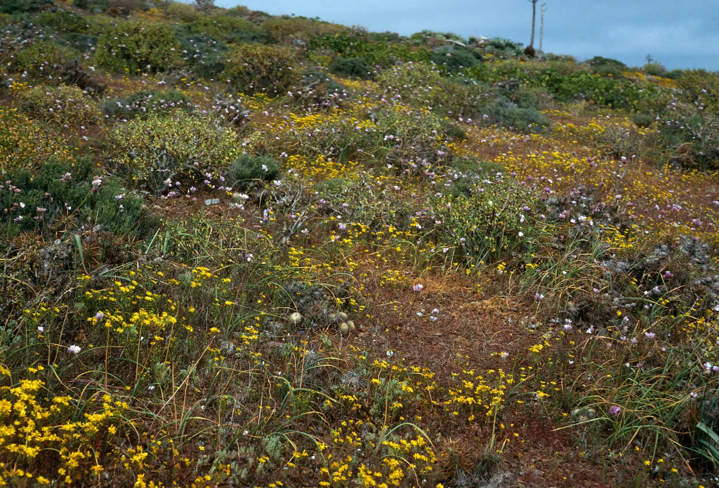 Dichelostemma, highlands, East of High Point, West Benito Island