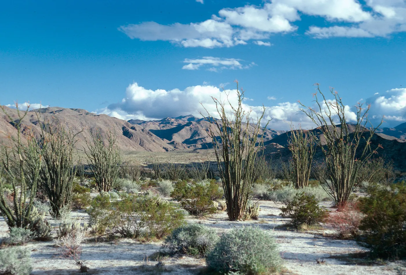 Fouquieria-Larrea-Encelia, Bow Willow, Anza Borrego, used for Spring 1988 Calender