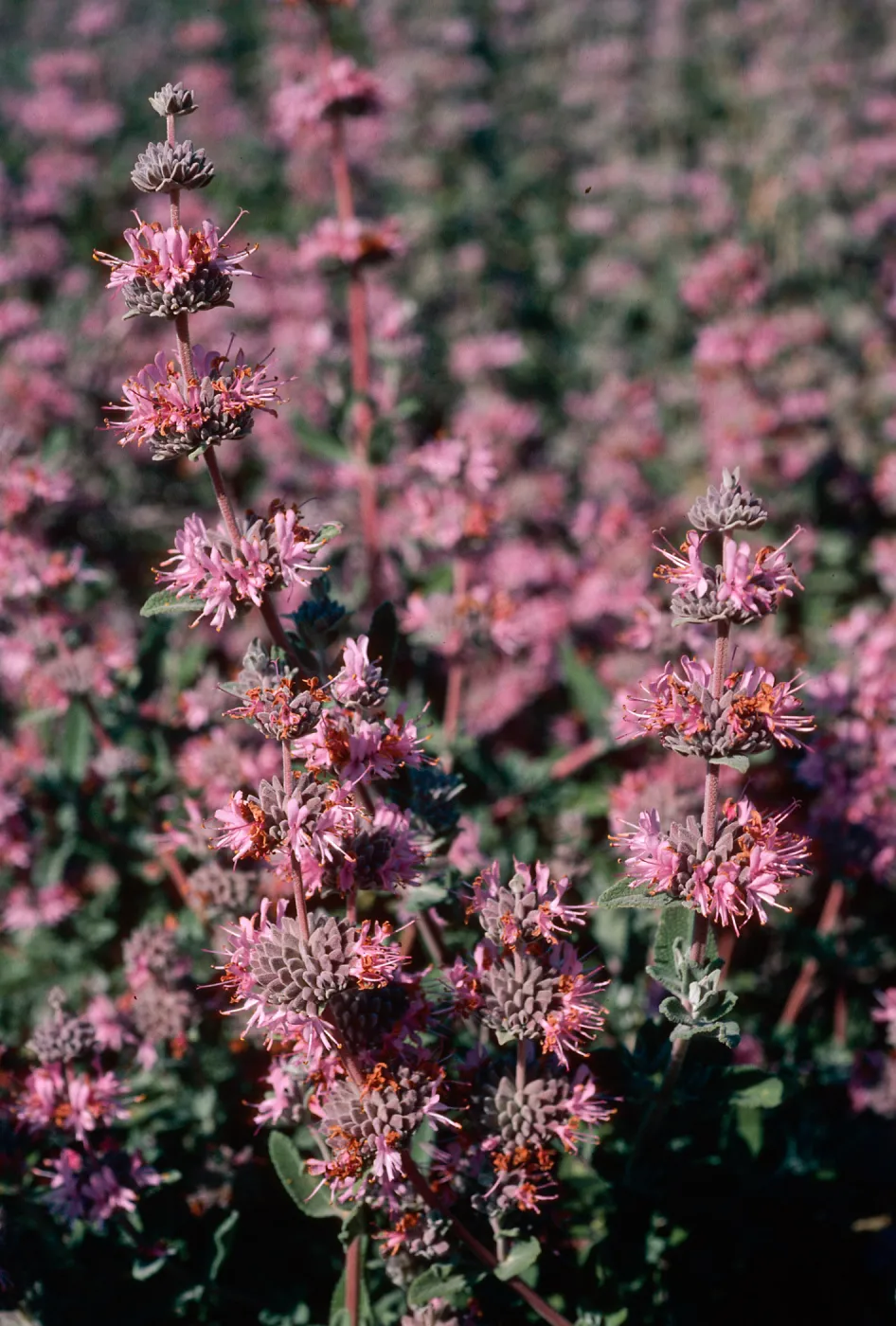 Salvia leucophylla (Purple Sage), Point Sal, Northwestern Santa Barbara County