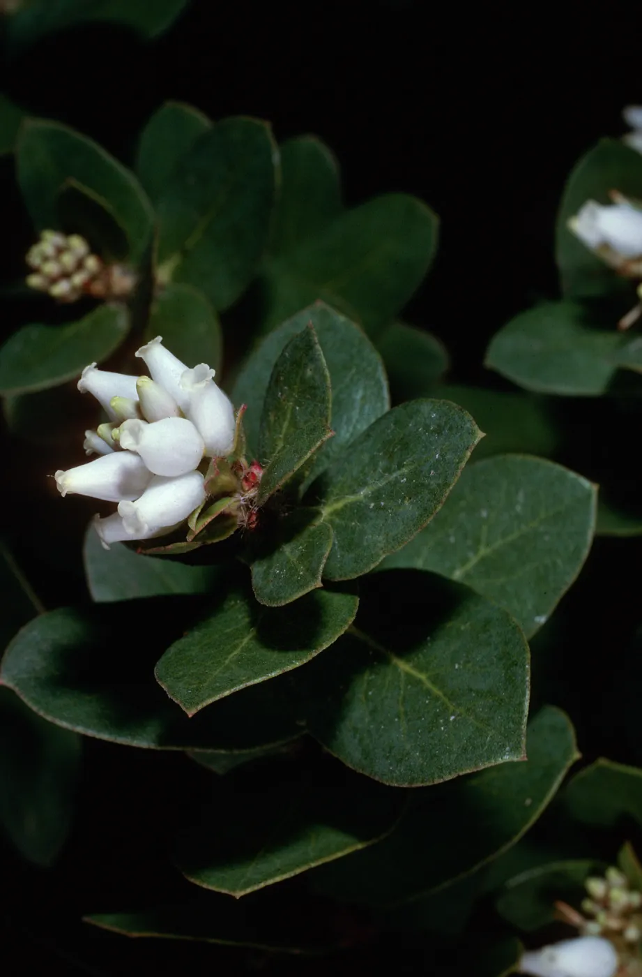 Arctostaphylos purissima, West of Rucker Road, Burton Mesa, Santa Barbara County