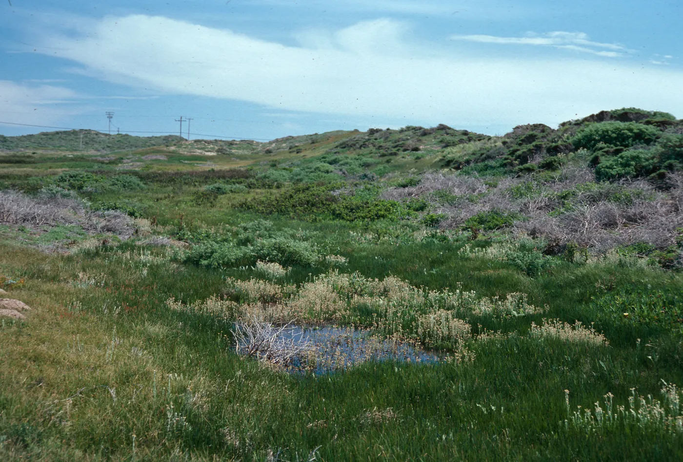 wet areas in dunes, at Point Conception