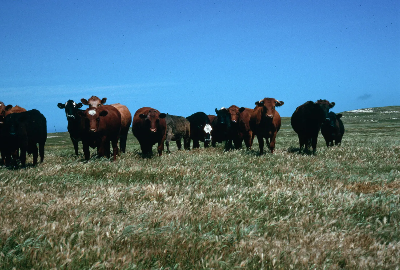 cattle, Santa Rosa Island